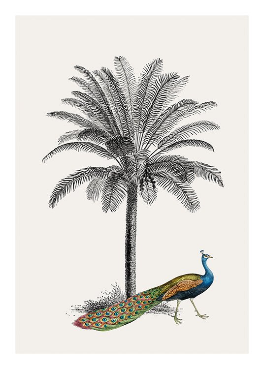 Royal Botanical Peacock Plakat / Fugle hos Desenio AB (13733)
