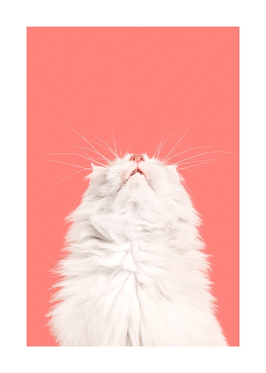 Fluffy Cat Plakat