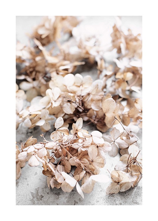 Dried Hydrangea Flowers Plakat / Blomster hos Desenio AB (13827)