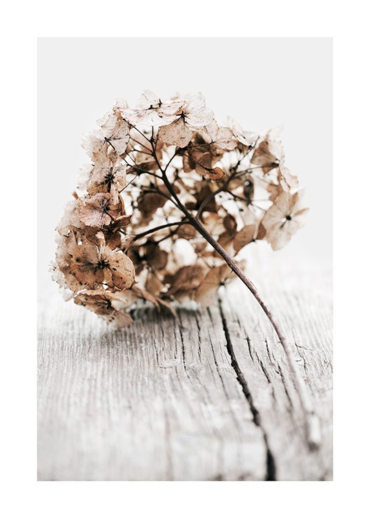 Hydrangea Twig Plakat