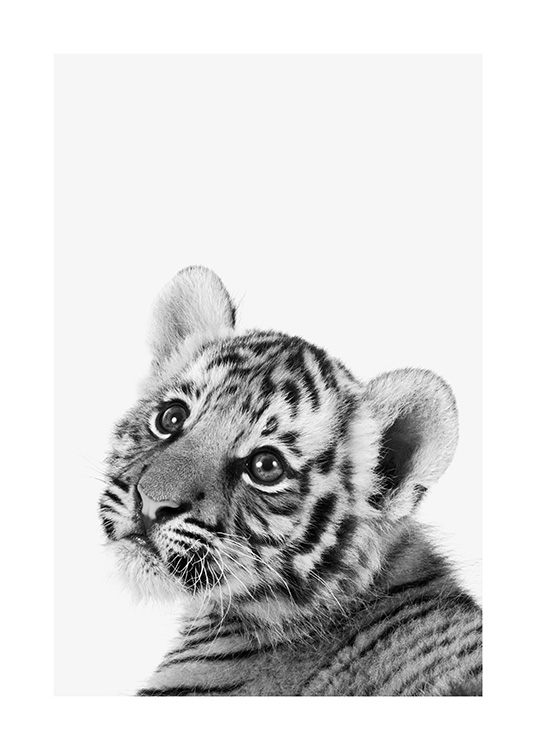 Baby Tiger Plakat