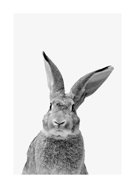 Black and White Rabbit Plakat