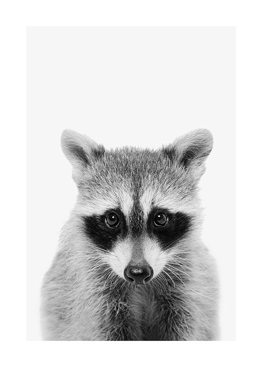 Baby Raccoon Plakat / Insekter & Dyr hos Desenio AB (13863)