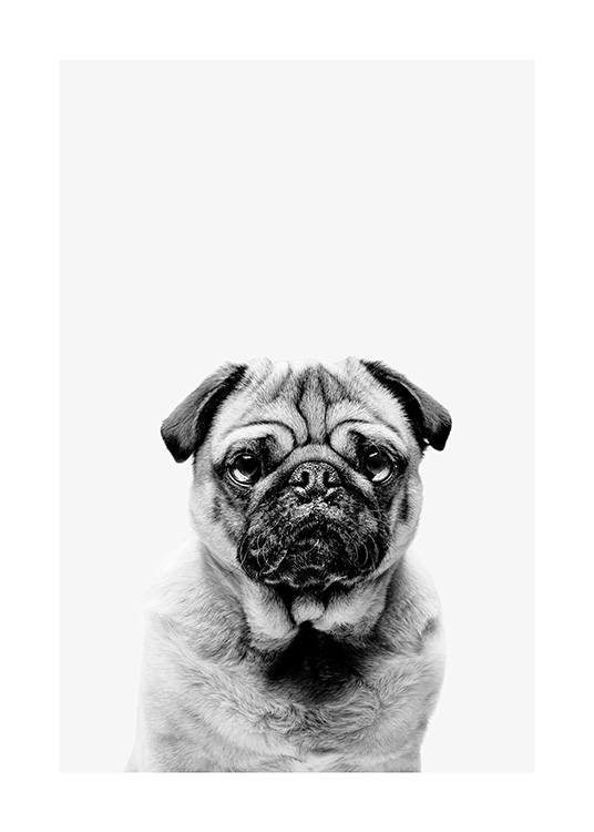 Black and White Pug Plakat