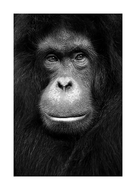 Orangutan Plakat / Vilde dyr hos Desenio AB (13868)