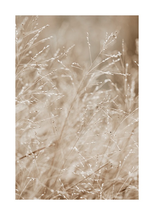  – Foto af en eng fyldt med beige græs