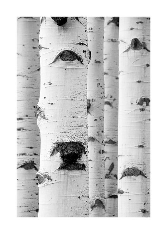  – Sort-hvidt fotografi af en klynge birketræer