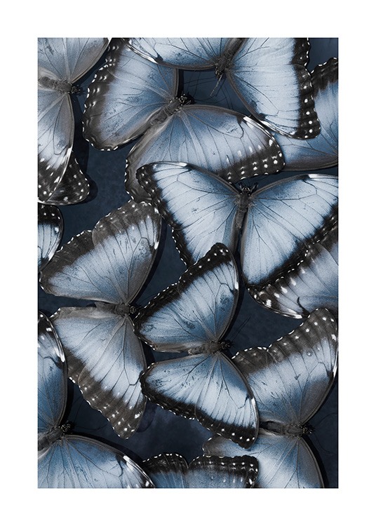 Morpho Butterflies Plakat