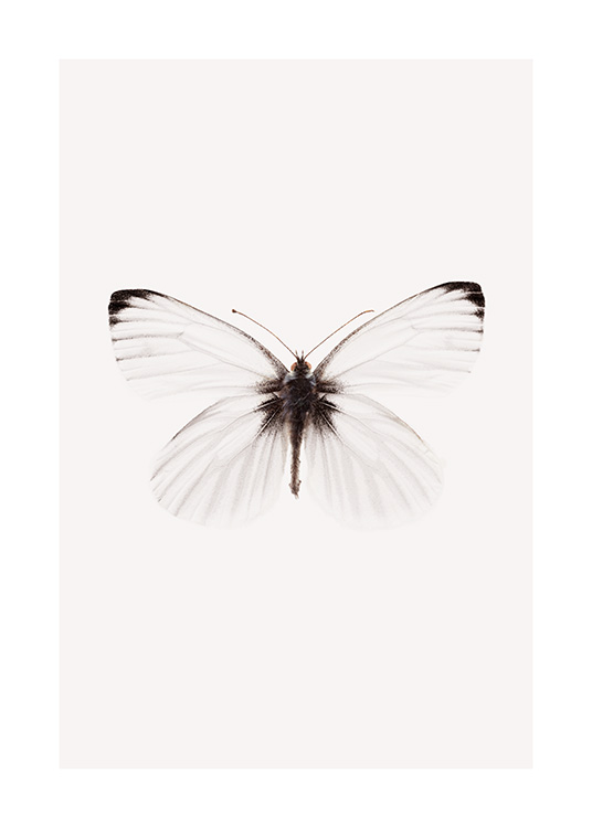 White Butterfly Plakat