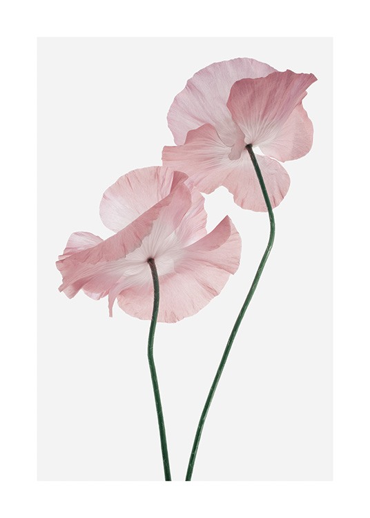 Pink Poppies Plakat