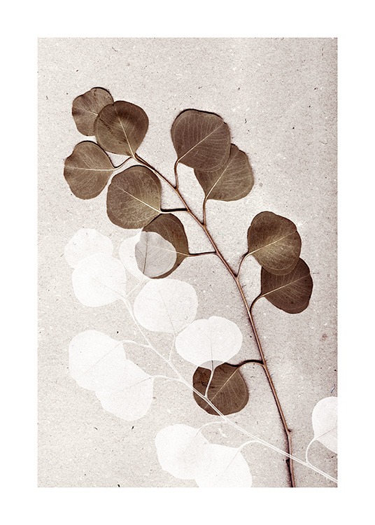  - Fotografi af en eukalyptusgren og en illustreret eukalyptusgren på en stenbaggrund