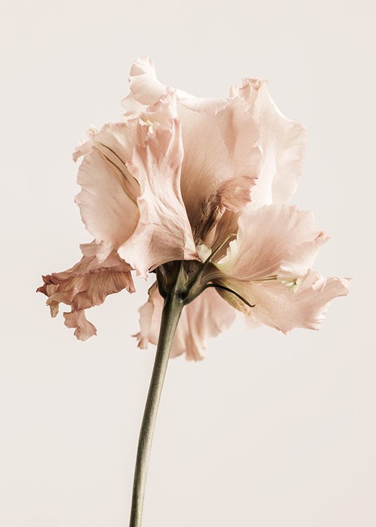  – Fotografi af en ensianblomst i lyserød på en lys beige baggrund