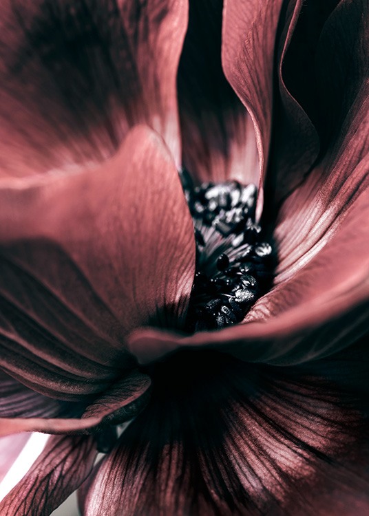  – Fotografi med nærbillede af en mørkerød anemone med sort hjerte