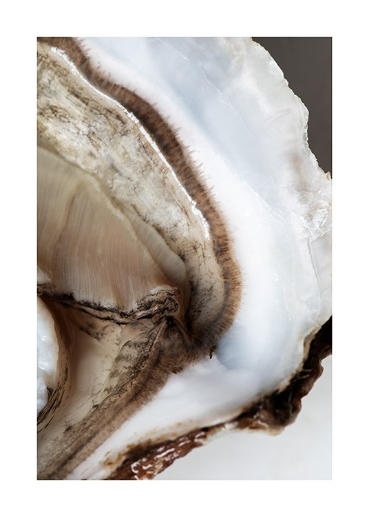  – Fotografi af en åben østers med en brun midte og hvide konturer