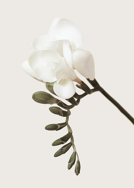  – Fotografi af en fresia med grønne knopper og en hvid blomst på en beige baggrund