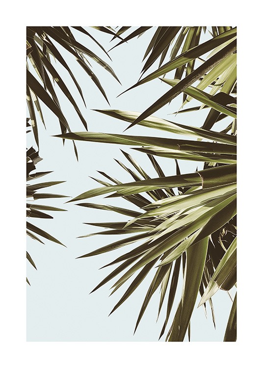  – Fotografi af grønne palmeblade foran en blå himmel