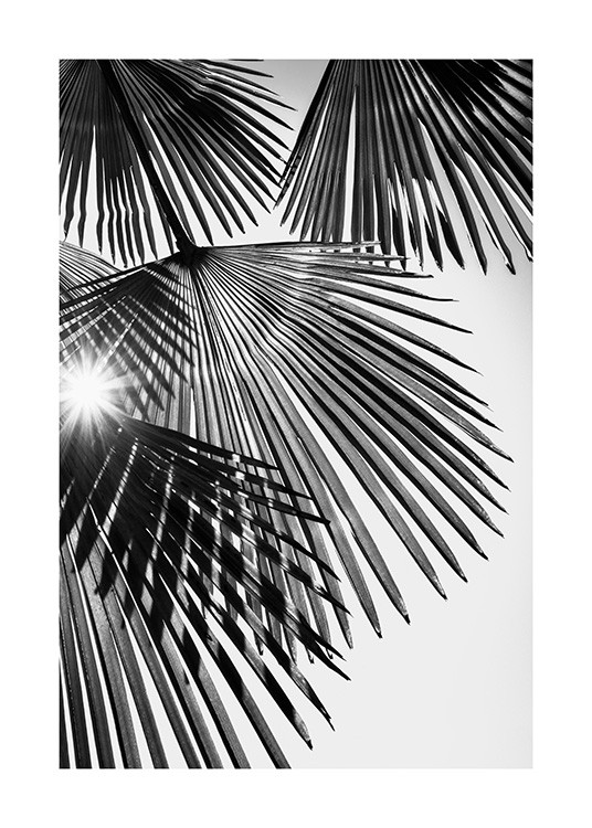 Sunlight Through Palm Leaves Plakat
