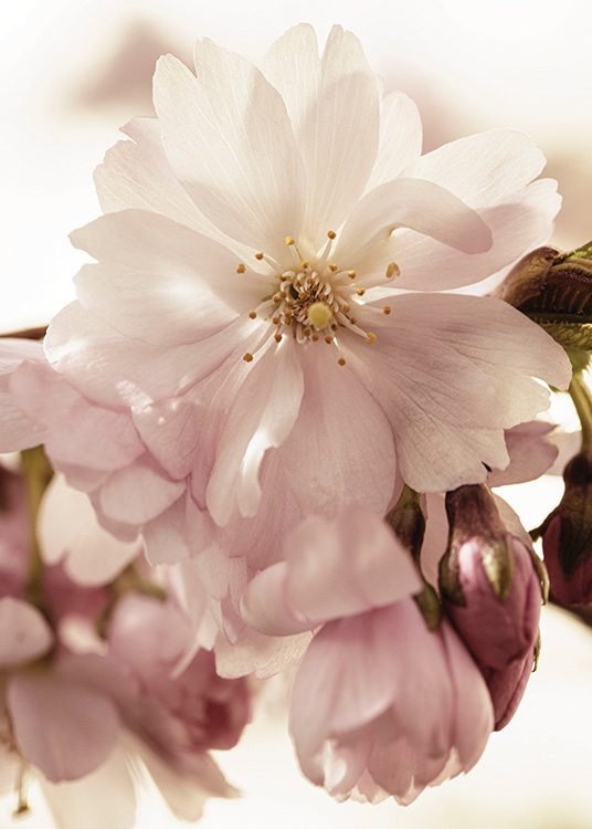  – Fotografi med nærbillede af lyserøde kirsebærblomster