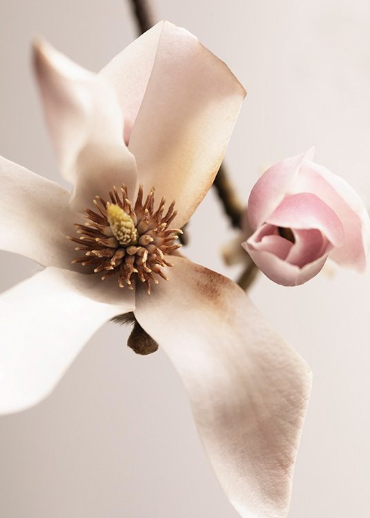  – Fotografi af en hvid magnolie ved siden af en lyserød magnolieknop mod en sart lyserød baggrund