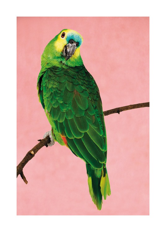  – Fotografi af en grøn papegøje med gult og blåt hoved, der sidder på en gren, mod en lyserød baggrund