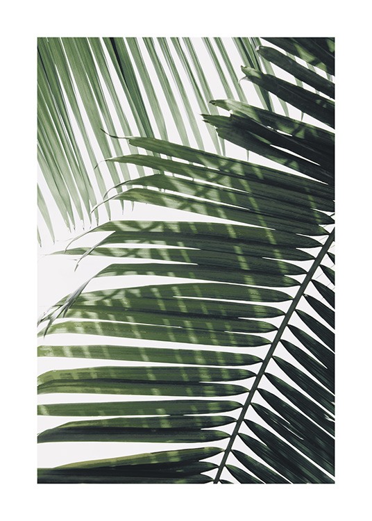  – Foto af et grønt palmeblad med et andet blad i baggrunden