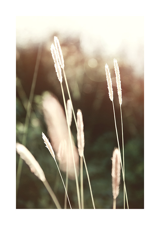  – Fotografi af græs i sollys med en sløret mørkegrøn baggrund