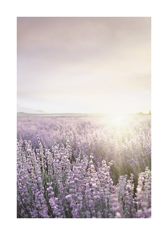  – Fotografi af en mark fyldt med lilla lavendler og solen i baggrunden