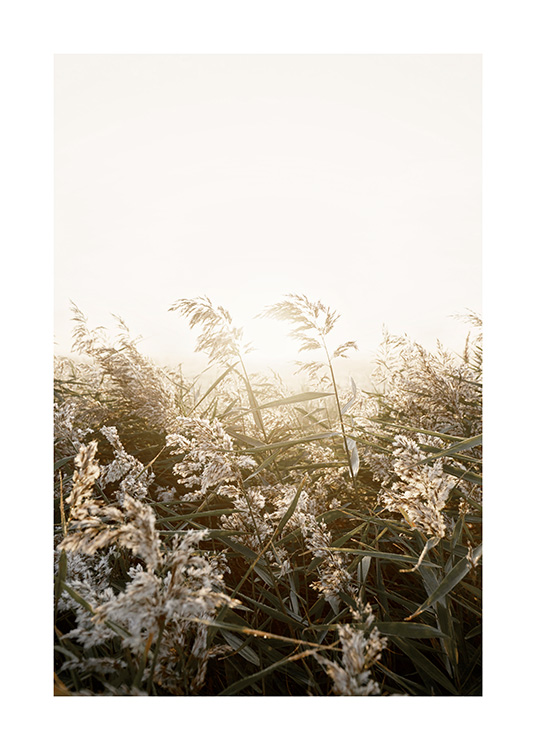 – Fotografi af beige og grønt græs på en mark i solnedgangens skær