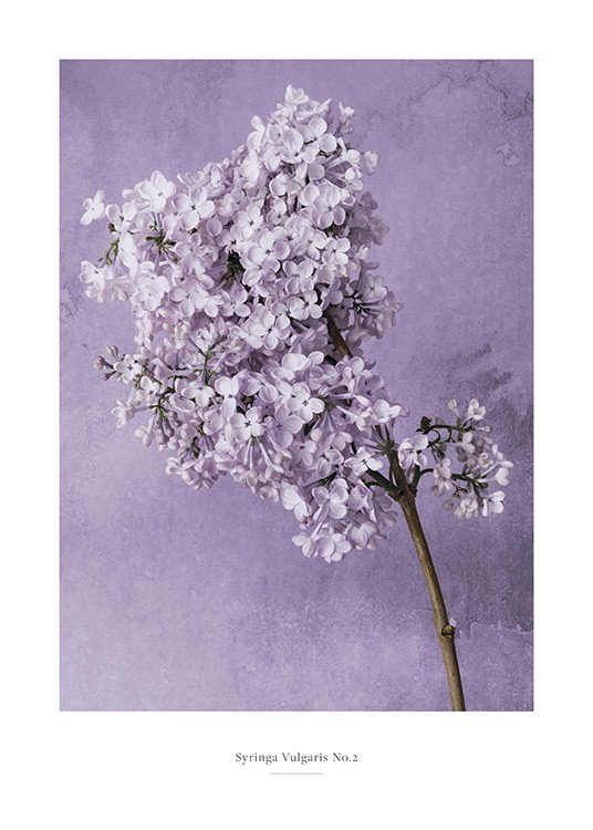  – Fotografi af syrenblomst i lilla på en gren mod en mørklilla baggrund med vandpletter