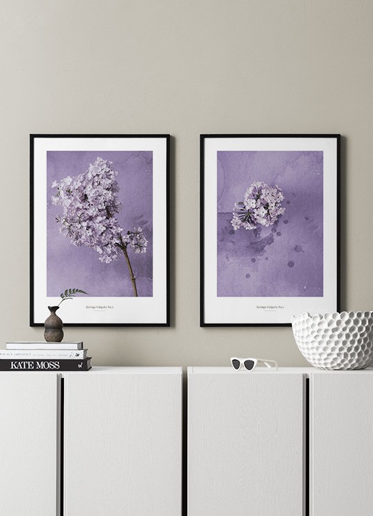 Syringa Vulgaris No2 Plakat Lilla Syrenblomst Desenio Dk