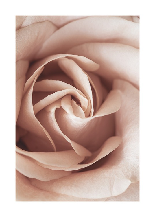  – Fotografi med nærbillede af en rose i en sart lyserød nuance