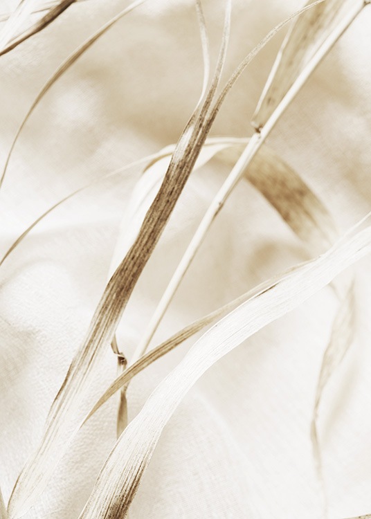  – Fotografi med nærbillede af et beige blad på et tørret græsstrå