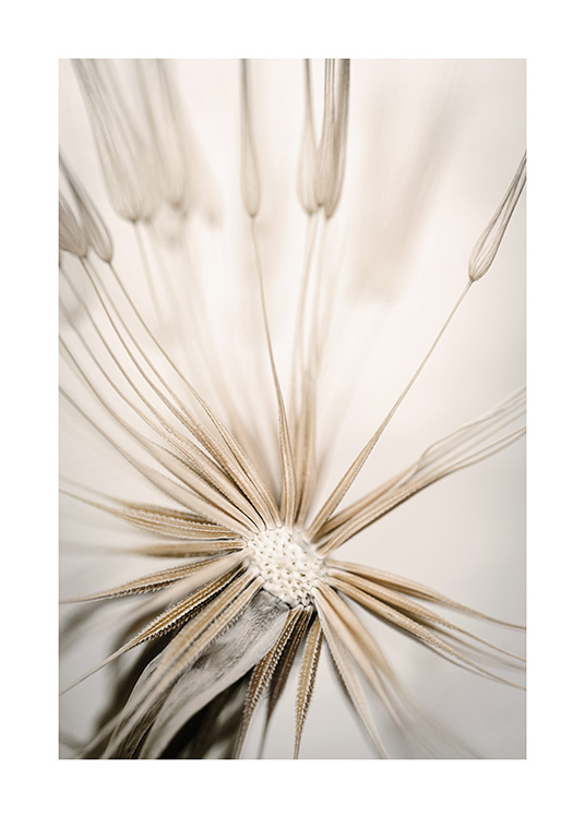 Beige Dandelion Plakat