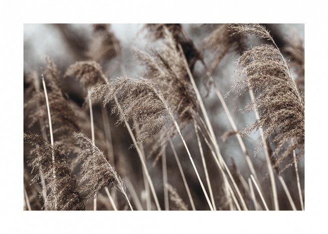  – Fotografi af tørret, beige græs på en mark