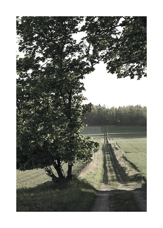  – Fotografi af en lille markvej og marker med et stort træ i forgrunden