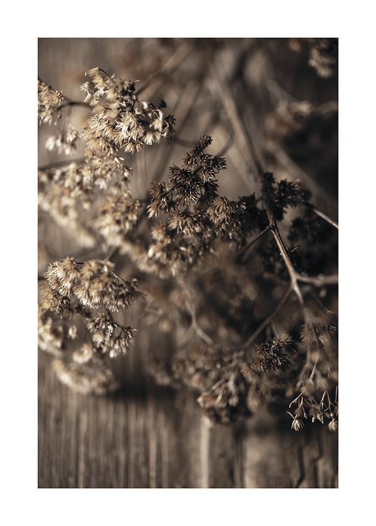 Dried Meadow Flower Plakat