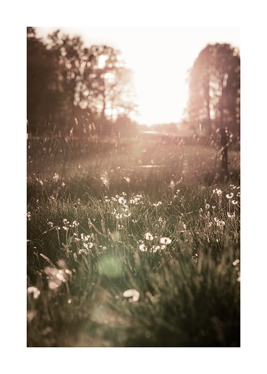  – Fotografi af hvide blomster på en eng i solnedgang