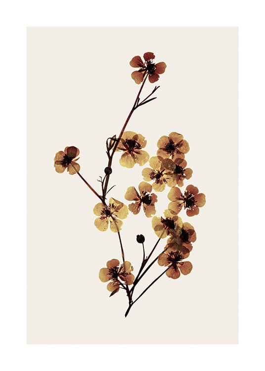  – Fotografi af tørrede, brune blomster på en beige baggrund
