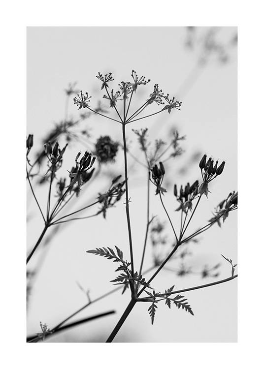 – Sort-hvidt fotografi af vilde blomster mod en lysegrå baggrund