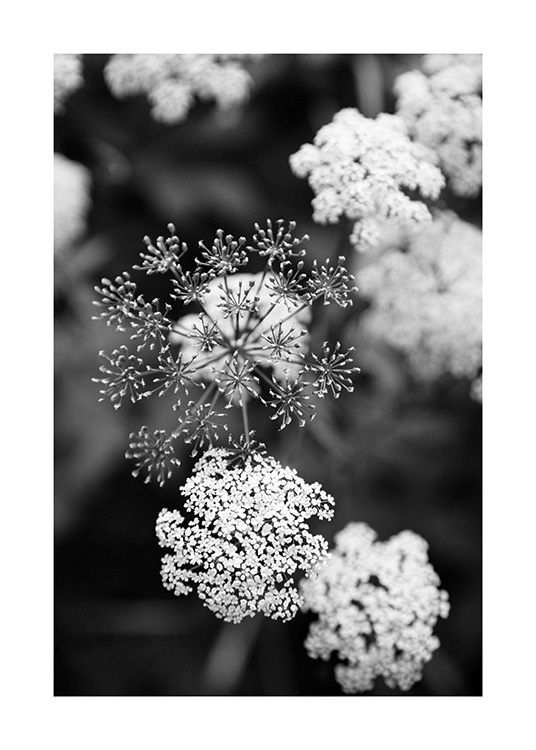  – Sort-hvidt fotografi af små, hvide blomster med en sløret baggrund