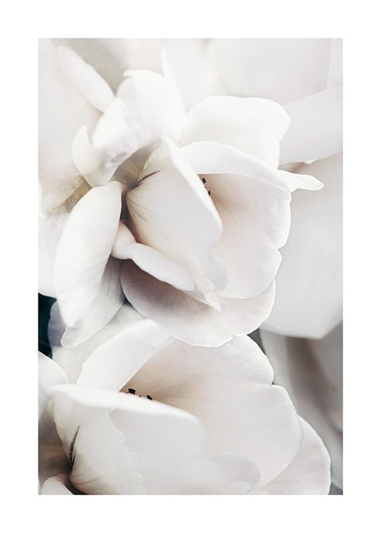 – Fotografi med nærbillede af blade på en hvid rose