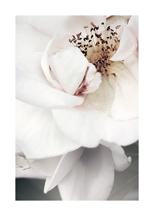  – Fotografi med nærbillede af en hvid roses midte