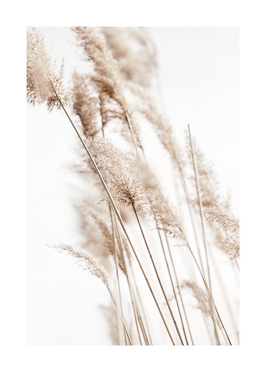 Sunny Reeds No2 Plakat