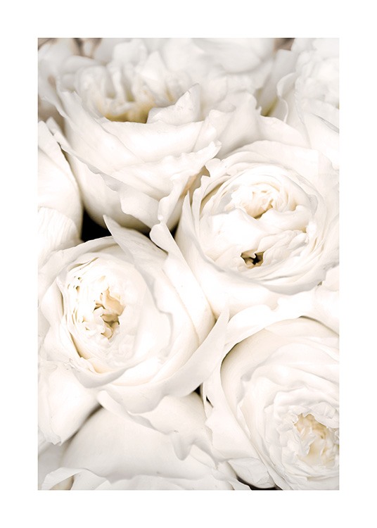  – Fotografi med nærbillede af hvide roser, der står tæt sammen