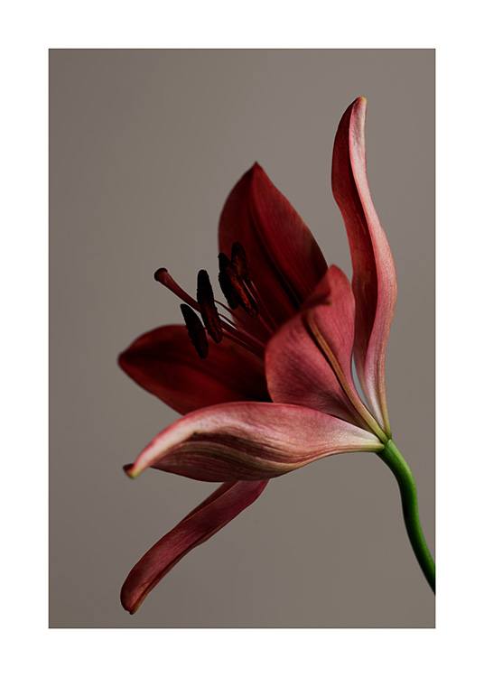 – Fotografi med nærbillede af en blomst i rød farve på en brun baggrund