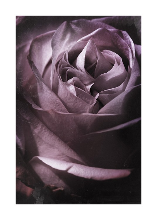 Antique Rose No1 Plakat
