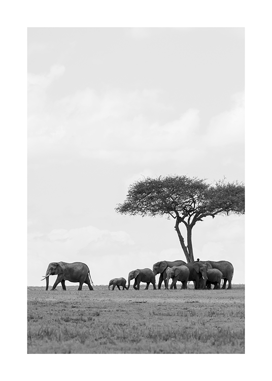  – Sort-hvidt fotografi af en flok elefanter under et træ i ørkenen