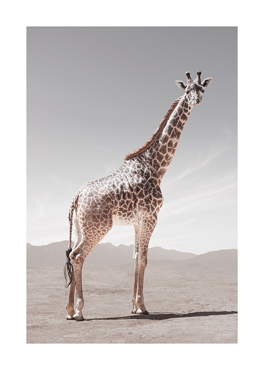  – Fotografi af en giraf, der står i ørkenen og kigger til siden