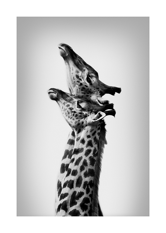  – Sort-hvid fotografi af to giraffer, der strækker hals