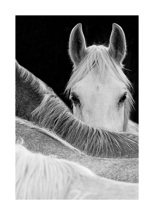  – Sort-hvidt fotografi af en hest, der stirrer over ryggen på en anden hest